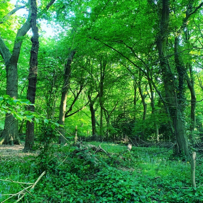 Nature Therapy Walking and Talking